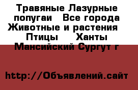 Травяные Лазурные попугаи - Все города Животные и растения » Птицы   . Ханты-Мансийский,Сургут г.